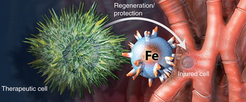 Figure 2. Magnetic bispecific cell engager agents are iron nanoparticles conjugated with two types of antibodies, one against antigens on therapeutic cells and the other directed at injured cells.