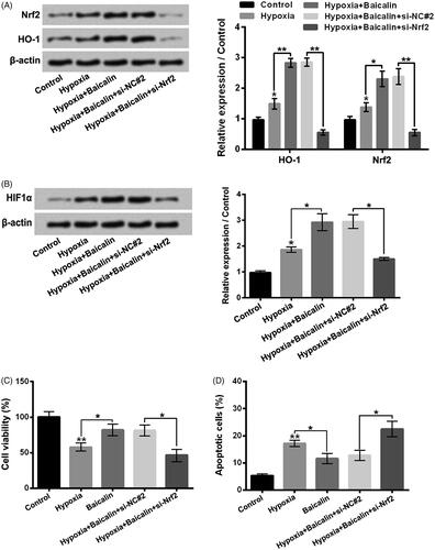 Figure 6. Activation of Nrf2/HO-1 pathway attended to the up-regulation of HIF1α and influences of baicalin on hypoxia-stimulated H9c2 cells. H9c2 cells were subjected to 75 μM baicalin treatment and/or si-Nrf2 transfection under hypoxia condition. (A and B) The Nrf2, HO-1 and HIF1α expressions, and (C and D) the cell viability and apoptosis were tested respectively. N = 3. *p < .05, **p < .01.