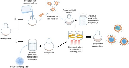 Figure 2 The two versions of lipid–polymer hybrid nanoparticle preparation via the two-step method.Notes: (A) The aqueous polymeric nanoparticle suspension is directly added to the dried lipid film. (B) Thin lipid film is first hydrated with an aqueous solvent to facilitate the formation of lipid vesicles. The hydrated vesicles are then combined with an aqueous preformed nanoparticle suspension. For either technique, the hybrids are then produced via vortexing or ultrasonication of the mixture at a temperature greater than the phase transition temperature of the lipids.