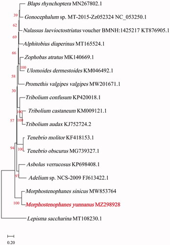 Figure 1. Maximum-likelihood phylogenetic tree of Morphostenophanes yunnanus and those of 16 other insect species based on protein sequences of thirteen protein-coding regions of their mitogenomes.