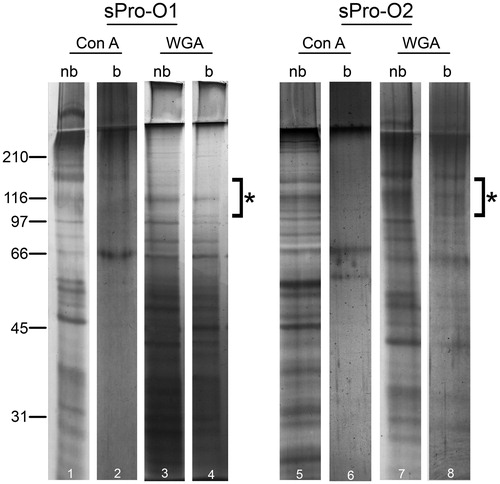 Figure 5. Protein composition of seminal prostasomes from oligozoospermic men separated by lectin-affinity chromatography. Seminal prostasomes separated by lectin-affinity chromatography were resolved on 10% SDS-PAGE under reducing and denaturing conditions and stained with silver. Representative total protein patterns of non-bound (nb) and bound (b) fractions separated on a Con A column and on a WGA column were shown. Samples were loaded as isolated (equal volume/line to reflect yield), and total protein amounts were: line 1 (19 μg), line 2 (10 μg), line 3 (14 μg), line 4 (11 μg), line 5 (50 μg), line 6 (6 μg), line 7 (24 μg), line 8 (13 μg). Characteristic prostasome-associated bands in the region of 90–150 kDa are marked (asterisk). Numbers indicate the position of molecular mass standards (kDa). sPro-O1 and sPro-O2: different isolates of seminal prostasomes from oligozoospermic men.