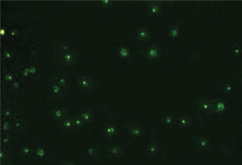 Figure 2. Morpholino delivery by Endo-Porter system. The fluorescence intensity and scattered pattern into cytosol reflecting suitable delivery can be seen.