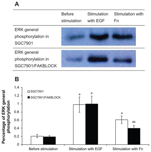 Figure 2 (A) ERK general phosphorylation in SGC7901 and SGC7901/FAKBLOCK with stimulation of EGF or Fn respectively. (B) Digital analysis of western blot (χ̄ ± s, n = 3).