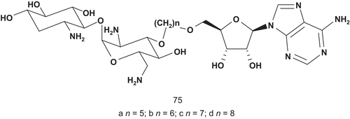 Scheme 39.  Bisubstrate analogs for aminoglycoside 3′-phosphotransferases.