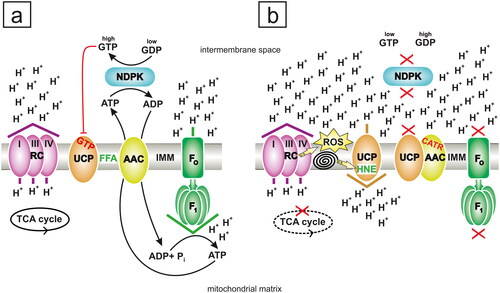 Figure 4. The extended effect of carboxyatractyloside (CATR) on mitochondria. (a) In the absence of CATR, the ADP/ATP carrier (AAC) is primarily employed as an antiporter of nucleotide metabolites, although free fatty acids (FFAs), which are prospective activators of H+ leak via AAC and uncoupling protein (UCP), are present in the inner mitochondrial membrane (IMM). Efficient active mitochondrial nucleoside diphosphate kinase (NDPK) continuously generates ADP and GTP using ATP and GDP as substrates via the 'ping-pong' mechanism. The ADP pool induces oxidative phosphorylation (OXPHOS), which translates into a low H+ gradient, originally generated by the respiratory chain (RC), due to the effect of its consumption by FOF1-ATP synthase (FOF1). Although the access of UCP to GDP is limited, this transporter is quite strongly inhibited. First, a physiological need for mild uncoupling does not exist under OXPHOS conditions. Second, the NDPK-mediated transphosphorylation of GDP produces GTP, i.e., the weaker negative regulator of UCP is substituted with the stronger inhibitor in the intermembrane space of the mitochondria toward which UCP exposes the PN-binding site. The indirect exclusion of UCP activity by NDPK, residing in the intermembrane space, does not cause net energy losses in cells. Specifically, NDPK consumes ATP but delivers precious GTP and additionally rescues the H+ gradient from dissipation via UCP. AAC-perpetrated mitochondrial H+ conductance is not shown for clarity and due to its minor physiological significance during OXPHOS. In mammals and possibly many other organisms, NDPK is bound electrostatically to cytosolic-facing and matrix-facing leaflets of the IMM, but for simplicity, the schematic transphosphorylation reaction is shown only in the intermembrane space and outside of the IMM. The phosphoenzyme intermediate of NDPK is also omitted. (b) CATR intoxication. When ADP does not enter the mitochondrial matrix because CATR binds to AAC, the electrochemical H+ gradient is much higher than that in the model shown in (a). This outcome is due to the almost complete but indirect inhibition of FOF1-ATP synthase by CATR. This situation creates perfect conditions to initiate uncoupling, which is facilitated and driven by a high H+ gradient. UCP is not necessarily strongly inhibited; although the GDP concentration probably increases, this nucleotide apparently shows lower specificity for UCP, and GTP (considered the physiologically relevant inhibitor of UCP) deficiency occurs. GTP is not formed abundantly because NDPK, such as FOF1-ATP synthase, is indirectly quenched by CATR, which limits the access of the kinase to ATP. Moreover, the overreduction of RC favors increased reactive oxygen species (ROS) production and subsequent lipid peroxidation, which is depicted as a 'spiral'. In turn, the reactive aldehyde 4-hydroxy-2-nonenal (HNE), one of the most abundant secondary lipid peroxidation end products, becomes an activator of AAC/UCP-dependent H+ leak, which may be partially reversed by CATR. Potential AAC-UCP heterodimers may feasibly be restrained by CATR, which excludes the full contribution of each carrier protein component to H+ conductance. The blockade of AAC-UCP heterodimers by CATR additionally exacerbates the metabolic crisis as it eliminates the prominent element of first-line antioxidant defenses. Some rescue may be achieved by UCP that is not complexed with AAC, which might be involved in the HNE-stimulated pathway of H+ leak. Thus, mainly/only AAC-free UCP counteracts CATR-induced oxidative stress by catalyzing a low degree of uncoupling. However, UCP-driven 'futile' H+ passage across the IMM may postpone/minimize the adverse symptoms of CATR poisoning. Importantly, the scale of beneficial antioxidative H+ leak depends on the relative concentrations of effectors implicated in the promotion and inhibition of AAC/UCP-dependent uncoupling. Finally, the substantial ATR/CATR-dependent attenuation of ATP regeneration via OXPHOS during acute intoxication negatively and irreversibly affects organ structures that are highly sensitive to these glycosides, such as the kidney and liver, often leading to the death of humans and animals. The direction of H+ movement against or down the electrochemical gradient is indicated by the colored arrowhead placed above or below a particular protein component of the IMM, and violet arrowhead represents RC activity (a and b), brown represents UCP activity (b), and green represents FOF1-ATP synthase activity (a). The red 'X' (b) indicates indirect inhibition elicited by CATR, and the dashed black ellipse (b), symbolizing the tricarboxylic acid (TCA) cycle, corresponds to the slowing of its rate. I, III and IV: three H+-pumping complexes of RC. Pi: inorganic phosphate. The figure was created by the author with CorelDRAW.