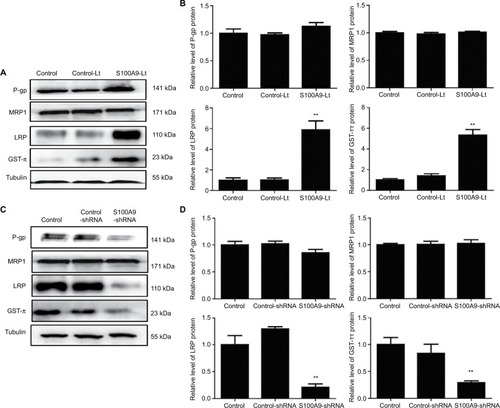 Figure 6 Levels of drug resistance-related proteins MRP1, P-gp, LRP and GST-π in S100A9 overexpression and knockdown SiHa cells.Notes: (A and C) MRP1, P-gp, LRP, and GST-π proteins expression was analyzed by Western blot. (B and D) The data are presented as relative expression level of MRP1, P-gp, LRP, and GST-π proteins normalized to tubulin. Data are mean ± SD from triplicate experiments. *P<0.05 compared with the control and negative control group. **P<0.01 compared with the control and negative control group.Abbreviations: MRP1, multiple drug resistance protein 1; P-gp, P glycoprotein; LRP, lung-related resistance protein; GST-π, glutathione-S-transferase-π; control-Lt, control lentivirus; S100A9-Lt, S100A9 lentivirus.