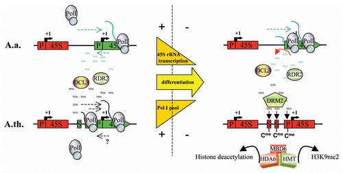 Figure 4 A model for A. thaliana derived rRNA gene silencing in A. suecica. In early development, both parental sets of rRNA gene are active in A. suecica.Citation37 As protein synthesis requirements decrease in differentiated mature leaf tissues, rRNA gene transcription is epigenetically downregulated in a process involving RNA-dependent DNA methylation. Non-coding RNAs originating in the intergenic spacer serve as substrates for RDR2 and DCL3 dependent 24 nt siRNA biogenesis which target promoter and or other regulatory elements for DRM2-mediated de novo cytosine methylation. A. thaliana genes are preferentially silenced via an unknown mechanism that involves siRNAs capable of discriminating between the parental sets of rRNA genes. MBD6 recognizes DRM2 dependent cytosine methylation patterns and likely recruits HDA6 and histone methyltransferase activities to reinforce the heterochromatic state and lock in the silencing of IGS and 45S rRNA transcription. (S) spacer promoter; (P) core promoter