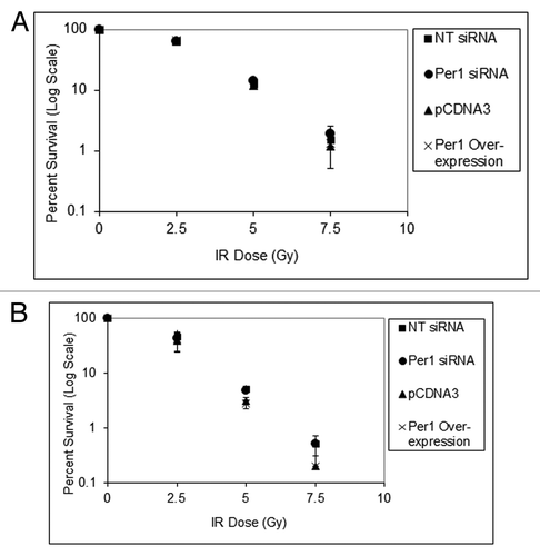 Figure 9. PER1 expression does not sensitize human cancer cells to ionizing radiation in a colony formation assay. Cells were transfected with indicated siRNAs or expression vectors and exposed to IR, and IR survival was measured by colony formation assay. (A) Colony formation assay results for NCI-H460 human lung cancer cells. After 48 h of siRNA treatment, cells were trypsinized and plated at low density (500 cells per dish) in 6-well culture dish plates. After allowing cells to attach for 8 h, they were irradiated with the indicated fluence of IR and allowed to grow in fresh growth media for 7–10 d. Colonies (> 50 cells) were counted using a digital counter after staining with Giemsa and the surviving cell fraction was calculated. (B) Colony-formation assay results for HCT-116 human colon cancer cells. After 48 h of siRNA treatment, cells were trypsinized and plated at low density in 6-well plates. The results are the average of three biological experiments and error bars represent the standard deviation of the mean.
