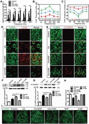 Figure 4. Autophagy inhibits apoptosis, promotes the survival of SGNs, and protects hearing function after cisplatin-induced damage in vivo. WT mice were injected i.p. with 3 mg/kg cisplatin daily for 7 days starting at P30 alone or co-treated with 1 mg/kg RAP i.p. every other day from P14 until P36, or with 15 mg/kg 3-MA i.p. every day from P14 until P36. (A) The ABR thresholds of all frequencies were increased in the cisplatin-treated group compared with the control group, and the shifts of thresholds were significantly lower in the Cis + RAP group, while they were much higher in the Cis + 3-MA group, compared to those in the cisplatin-only mice. (B and C) CAP threshold elevation (B) and amplitude reduction measured at 90 dB SPL (C) were observed across all tested frequencies. Co-treatment with RAP significantly decreased the CAP threshold and increased amplitudes compared with the cisplatin-only treatment in mice, whereas 3-MA administration had the opposite effect. (D and F) The LC3B puncta (D, red) and LC3B-II protein expression (F) in SGNs were increased after cisplatin administration, and RAP co-treatment further upregulated these, while 3-MA further downregulated them compared with the cisplatin-only group. Scale bars: 5 μm. (E and G) There were fewer cleaved-CASP3-positive SGNs and the protein level of cleaved-CASP3 was reduced in the Cis + RAP group compared with the cisplatin-only controls, while they were both increased in the Cis + 3-MA group. Scale bars: 12.5 μm. (H and I) Pretreatment with RAP protected SGN survival compared with the cisplatin-only group, while 3-MA accelerated SGN loss after cisplatin injury, and RAP or 3-MA treatment alone did not cause any significant differences in SGN numbers compared to the control group in the absence of cisplatin damage. Scale bars: 25 μm. n = 6 for each group. All data are presented as the mean ± SEM, * P < 0.05, ** P < 0.01