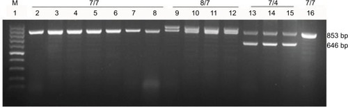 Figure 1 PCR-based genotyping of the DC-SIGN neck region.Notes: Lanes 2–16 show samples from different individuals (patients or controls), and the genotype is labeled above. “7/7” indicates a homozygous genotype of 2 alleles encoding 7 repeats; “8/7,” a heterozygous genotype of 1 allele encoding 8 repeats and the other encoding 7 repeats; and so on.Abbreviations: DC-SIGN, dendritic cell-specific intercellular adhesion molecule-3 grabbing nonintegrin; M, 100 bp DNA markers.