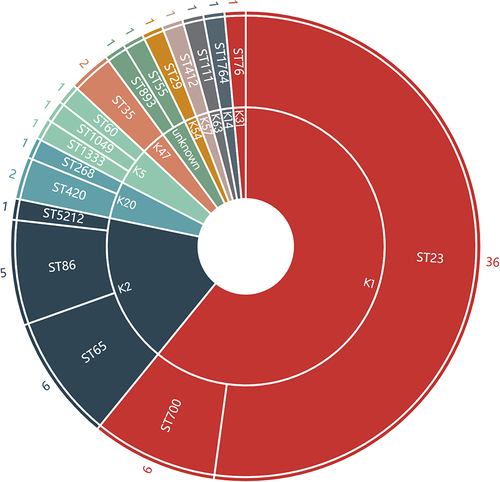 Figure 2 The capsular serotype (K) and sequence type (ST) of hvKP strains.