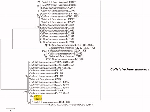 Figure 2. A maximum likelihood tree based on AptMat sequence alignment. Present isolates are indicated by the yellow block. Colletotrichum theobromicola CBS 124945 is used as the outgroup.