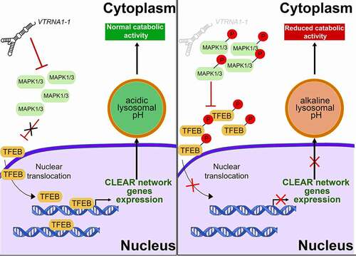 Figure 5. Model for lysosome and autophagy mediated clearance regulation. In VTRNA1-1/vtRNA1-1 WT cells low MAPK1/3 phosphorylation level allows TFEB nuclear translocation leading to CLEAR network genes expression and ensuring intracellular catabolic compartment stability and function (left). Reduced VTRNA1-1 levels (right) lead to the hyperphosphorylation of MAPK1/3 and TFEB, and consequently to its reduced nuclear translocation, leading to a downregulation of the CLEAR network genes and lysosomal compartment dysfunction.