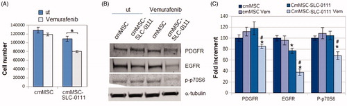 Figure 4. Effect of SLC-0111 administration to MSC on Vemurafenib resistance induced in A375-M6 by MSC-conditioned medium. (A) Number of cells and (B) Western blot analysis of PDGFR, EGFR, p-p70S6k expression in A375-M6 grown in medium conditioned by MSC (cmMSC) or by MSC treated with SLC-0111 (cmMSC-SLC-0111), after Vemurafenib administration. Values presented are mean ± SEM of three independent experiments *p < .05 compared with untreated cells. #p < .05 compared with A375M6 cmMSC-SLC-0111.