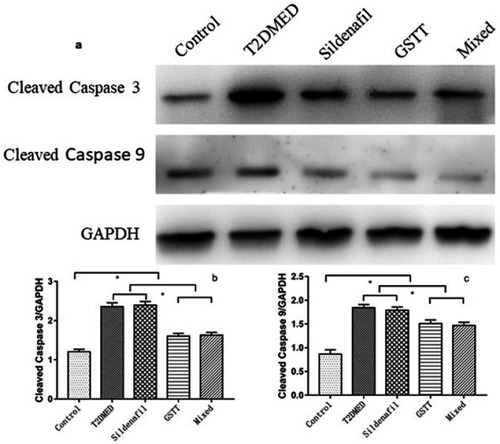 Figure 10 Comparison of Cleaved caspase 3 and Cleaved caspase 9 protein expression in the corpus cavernosum of each group.