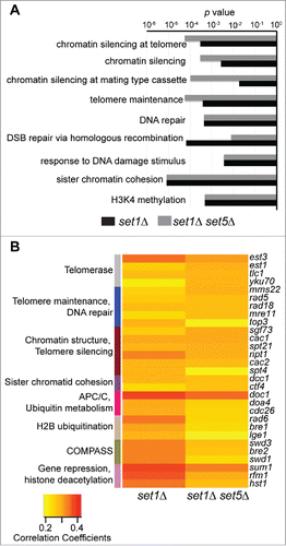 Figure 4. set1Δ and set1Δ set5Δ mutants are most similar to mutants in chromatin silencing and telomere maintenance. (A) Gene ontology (GO) analysis of the top 50 most correlated mutants to set1Δ and set1Δ set5Δ cells. P-values, calculated by hypergeometric test for enrichment within the mutant data set used, are plotted for the most enriched GO categories. (B) Heatmap indicating Spearman's rank correlation coefficients for the top 20 mutants most correlated with set1Δ and set1Δ set5Δ. Mutants are manually curated into functional categories, indicated on the left by differently colored bars. Within each category, mutants are listed from most to least correlated with the set1Δ set5Δ cells.