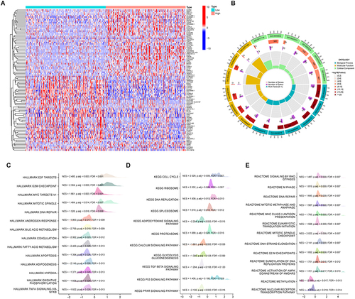 Figure 6 Functional enrichment analysis in HCC. (A) Heat maps showing the top 50 upregulated genes and top 50 downregulated genes in NABP2 high-expression groups compared to NABP2 low- expression groups. (B) Circle graph depicting categories obtained from GO term enrichment analysis of the DEGs. (C–E) Gene set enrichment analysis (GSEA) of the DEGs by using the MSigDB hallmark gene sets (C), C2 Curated gene sets (D), and C6 Oncogenic signature gene sets (E).