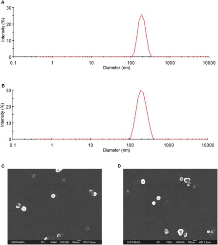 Figure 1 Characteristics of the eBev-DPPNs and cBev-DPNs. (A) Size distribution of eBev-DPPNs based on DLS; (B) Size distribution of cBev-DPNs based on DLS; (C) SEM images of eBev-DPPNs; (D) SEM images of cBev-DPNs. Data are expressed as mean ± SD, n = 3.Abbreviations: eBev-DPPNs, electrostatically-conjugated bevacizumab-bearing DPPNs; cBev-DPNs, chemically-conjugated bevacizumab-bearing DPNs; DLS, dynamic light scattering; SEM, scanning electron microscopy.