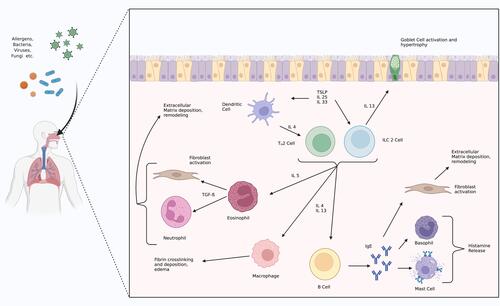 Figure 2 Type 2 inflammation pathways.