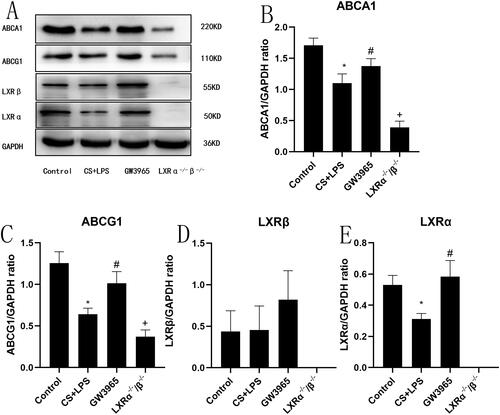 Figure 5. Effect of LXRs on cholesterol efflux-related protein expression. (a) Representative figure of protein expression; (b–e) quantitative analysis of protein expression. Data are presented as means for n = 5 in each group. * p < 0.05 CS + LPS Group vs. Control Group; # p < 0.05 GW3965 Group vs. CS + LPS Group; +p < 0.05 LXRα−/−/β−/− Group vs. CS + LPS Group. Three independent experiments were conducted (5 mice in each group for each experiment). LXR, liver X receptor.