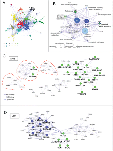 Figure 3. Functional architecture of AXAN. (A) AXAN genes were used to construct a pathway-based functional interaction network (using Reactome database) followed by GLay community clustering for identification of modules. The 21 individual modules are displayed by different colors. (B) The modules were transformed into metanodes with node size corresponding to the number of nodes. Coloring illustrates the fraction of autophagy core (green) and/or signaling (blue) genes. Lead terms were added based on pathway enrichment analysis. The edges between metanodes correspond to interactions between the underlying genes. Modules M05 and M06 are accentuated by bold font. (C) The ‘autophagy’ module (M05). (D) The ‘Insulin & MTOR signaling’ module (M06). In both modules prime genes are displayed according to their category (green, core; blue, signaling). The red dotted lines emphasize existence of smaller functional submodules associated with specific biological functions (see main text).