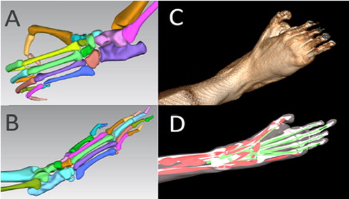 Figure 1. A: Pan paniscus bones, B: Papio anubis bones, C: Papio anubis volume rendering, D: Papio anubis multibody simulation.