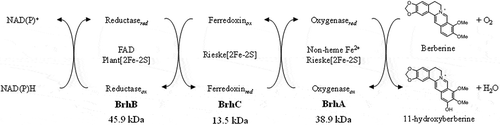 Figure 8. Components and proposed functions of the berberine 11-hydroxylase of Burkholderia sp. strain CJ1. The inferred electron transfer reactions and the conversion of berberine (BBR) to 11-hydroxyberberine (H-BBR) are indicated.