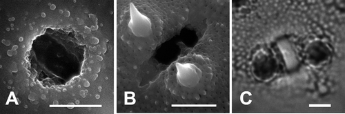 Figure 1. Details of the colporate apertures in pollen grains of Palaua (SEM & LM): A. The inner surface (SEM); B. The outer surface (SEM) of the pollen grain with endoporus and ectocolpus in P. rhombifolia; C. Detail of the colporus in Palaua sp. nov. (LM). Scale bars – 3 μm.