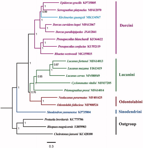 Figure 1. The Bayesian inference tree of 16 stag beetle species with three scarab beetles as outgroups based on 13 PCGs. Genbank accession numbers were attached to the right of the species name.