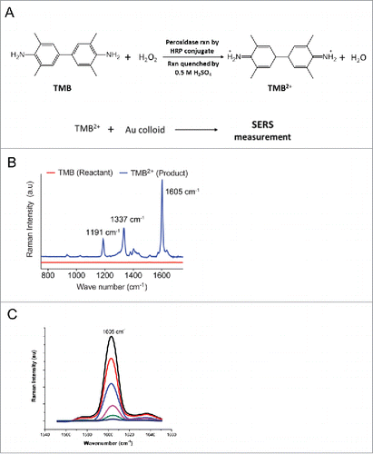 Figure 2. SERS measurement of RA levels. (A) Reaction scheme for the peroxidase reaction of TMB to TMB2+ using HRP conjugate as enzyme. Peroxidase product TMB2+ was then mixed with Au colloid for SERS measurement. (B) SERS spectra of the reactant TMB and product TMB2+ are shown for comparison. (C) RA concentration dependent SERS spectra of TMB2+. RA levels were calculated based on the intensity of 1605 cm−1 peak from TMB2+.