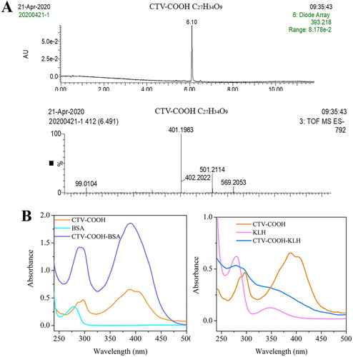 Figure 2. Verification of CTV-COOH derivative by LC-TOF-MS (A) and complete antigens by UV/Vis spectra (B).