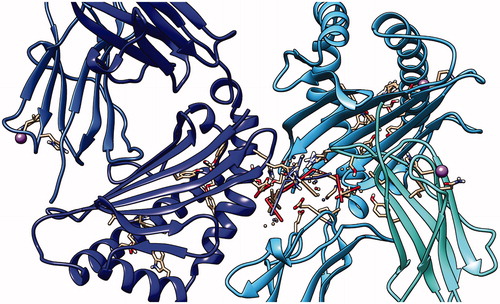 Figure 14. Second peptide LLLQKQLSL docking with HLA-A*0201, showing the position with the least energy exposure (−8.6). Blue and cyan colors indicate MHC protein, while white and red color represents the binding peptide. The docking was done using AutoDock Vina and visualized using Chimera version.1.14.