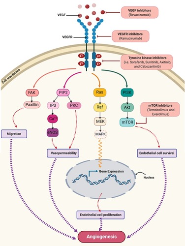 Figure 2 VEGF/VEGFR downstream signaling pathways and sites of actions of approved anti-angiogenic drugs in cancer therapy. Binding of VEGF to VEGFR leads to activation of multiple downstream cell signaling pathways including FAK/paxillins, PIP2, RAS/MAPK, and PI3K/Akt/mTOR-pathways. Monoclonal antibodies such as bevacizumab and ramucirumab bind to VEGF and VEGFR, respectively, preventing receptor activation and subsequent downstream signaling. Cabozantinib, pazopanib, regorafenib, sorafenib, sunitinib, and vandetanib are tyrosine kinase inhibitors which target the kinase domain of VEGFR. Temsirolimus and everolimus are inhibitors of mTOR which is a downstream effector for the VEGF/VEGFR axis. Collectively, these drugs will abolish angiogenic signaling in endothelial cells. These anti-angiogenic effects occur via inhibiting endothelial cells migration, vasopermeability, proliferation and survival.Abbreviations: Akt, protein kinase B; eNOS, endothelial nitric oxide synthase; FAK, focal adhesion kinase; IP3, inositol trisphosphate; MAPK, mitogen-activated protein kinase; MEK, mitogen-activated protein kinase kinase; mTOR, mammalian target of rapamycin; PKC, protein kinase C; PIP2, phosphatidylinositol 4,5-bisphosphate; PI3K, phosphoinositide-3-kinase; RAF, rapidly accelerated fibrosarcoma; VEGF, vascular endothelial growth factor; VEGFR, vascular endothelial growth factor receptor.