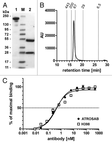 Figure 1 Characterization of ATROSAB. (A) SDS-PAGE analysis of purified ATROSAB (4 µg/lane, Coomassie staining) analyzed under non-reducing (1) or reducing (2) conditions. (B) Size exclusion chromato-graphy of ATROSAB (the position of standard proteins is indicated). (C) ELISA of ATROSAB and H398 for binding to human TNFR1-Fc.