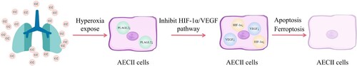 Figure 7. Exposure to hyperoxia inhibits the expression levels of PLAGL2 in AECII cells, which in turn suppresses the HIF-1α/VEGF signaling pathway and leads to cellular apoptosis and ferroptosis.