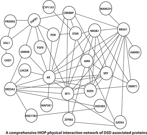 Figure 3. All the DSD proteins were searched in iHOP database (Hoffmann Citation2007), for all the proved physical interactions and a comprehensive network was built. In instances where DSD proteins failed to show physical interactions or literature evidence did not exist, they were connected through an adaptor protein, which might not have a proven DSD phenotype, but could well be a potential DSD gene.