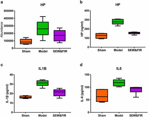 Figure 7. (a) The result of PRM verification. Compared with the model group, the expression of Hp was restored after treatment with SEW and FIR, n = 6. (B, C, and D) The result of ELISA. Compared with the sham group, the expression level of Hp, IL-6, and IL-1β in BALF in the model group was significantly increased (P < 0.01). Compared with the model group, the expression level of Hp, IL-6, and IL-1β in the SEW and FIR group was significantly decreased