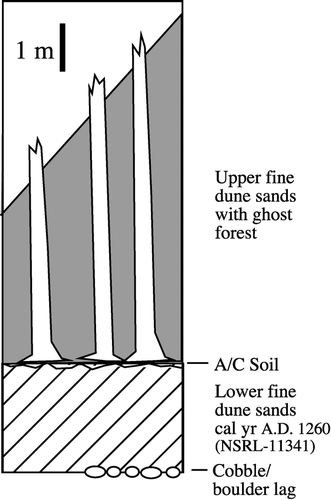 FIGURE 3. Composite stratigraphy of the dune complex. The lower sands are exposed in the southeastern locations and the overall sediment thickness reaches a maximum at the northwest apex of the dune.