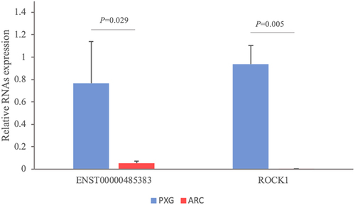 Figure 6. ENST00000485383 and ROCK1 were examined in patients with PXG (n = 21) and controls (n = 21) by quantitative PCR and normalized to ACTB. The student’s t-test was used to assess the differences in each gene between patients in PXG and controls. Abbreviations: PXG, pseudoexfoliation glaucoma; ARC, age-related cataract.