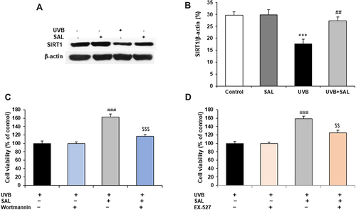 Figure 4 SIRT1 and autophagy involve{{?odel?}}s{{?cdel?}} the protective effects of SAL in UVB-irradiated HaCaT cells. (A) Representative blots of SIRT1 protein. (B) Quantification of Western blot for SIRT1 protein. Cells were pretreated with the autophagy inhibitor, Wortmannin (1 μM) (C), or SIRT1 inhibitor EX-527 (100 nM) (D). Data are shown as the mean{{?odel?}}s{{?cdel?}} ± SD of three independent experiments. ***P<0.001 vs control group; ##P<0.01, ###P<0.001 vs UVB group;{{?oins?}} $P<0.001 vs UVB + SAL group.{{?cins?}}{{?odel?}} {{?cdel?}}{{?odel?}}$P<0.001 vs UVB + SAL group.{{?cdel?}}