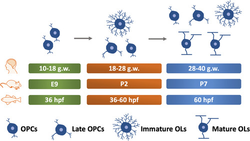 Figure 2 Timeline of CNS Myelination Development in Humans, Rodents, and Zebrafish. The green box indicates the time of OPCs appearance. The orange box indicates the stage where OPCs and pre-myelinating OLs exist. The blue box indicates the time of myelination onset. g.w.= gestational weeks. E = embryonic day. OPCs, oligodendrocyte precursor cells. OLs, oligodendrocyte. hpf, hours post fertilization. dpf, days post fertilization. CNS, central nervous system.