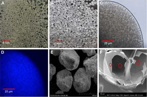 Figure 1 Morphology characterization of CA/BaSO4 microcapsules. Optical images of (A) BA beads and (B) CA/BaSO4 microcapsules in pure water at room temperature. Micrographs of CA/BaSO4-loading Bifidobacterium under (C) bright field and (D) fluorescence field. Bifidobacterium were stained by Hoechst (D). SEM images of surface (E) and inside (F) CA/BaSO4 microcapsules. Bifidobacterium are marked by red circle.Abbreviations: CA/BaSO4, chitosan-coated alginate microcapsule loaded with in situ synthesized barium sulfate; BA, barium-mediated alginate; SEM, scanning electron microscopy.