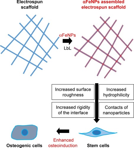 Figure 9 Schematic illustration of the mechanisms for enhancing osteogenic differentiation of ADSCs using electrospun scaffolds with assemblies of functional IONP through the LbL process.Abbreviations: αFeNP, hydrophilic hematite nanoparticle; ADSC, adipose-derived stem cell; IONP, iron oxide nanoparticle; LbL, Layer-by-Layer.