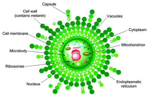 Figure 7.Coccidiodes immitis is the only fungal species present on the Select Agents Appendix A (biological warfare agents).Citation201 It is dimorphic, producing a mycelial form in nature that matures to produce spores (arthroconidia) that go on to repeat the cycle of the infection.Citation202