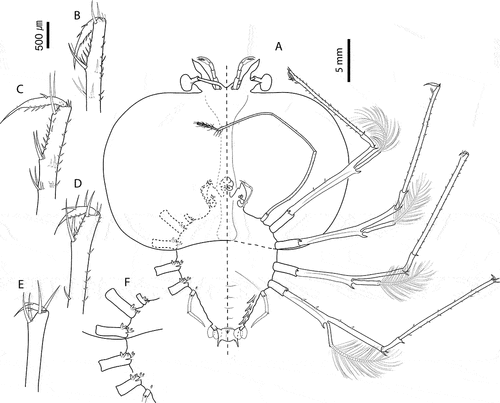 Figure 7. Chelarctus aureus (Holthuis, Citation1963), final stage. A, ventral (right) and dorsal (left) view; B, dactylus of first pereiopod; C, dactylus of second pereiopod; D, dactylus of third pereiopod; E, dactylus of fourth pereiopod. Scale bars: A = 5 mm; B–E = 500 µm.