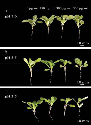Figure A1. Response of pakchoi phenotypic under different simulated AR and PM2.5-Cd treatments.