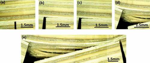 Figure 11. Optical images of fatigue cracks of bamboo under cyclic deformation: (a) Initial notch; (b) initiated cracks along the interface; (c-d) interlaminar growing cracks, and (e) fatigue interlaminar crack profile with lignin cracking