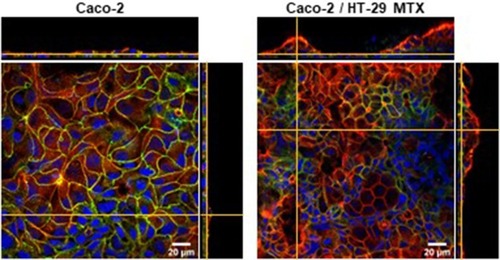 Figure 6 Laser scanning confocal microscopy images of f-actin (red), occludin (green) and nuclei (DAPI, blue) of a single culture of Caco-2 cells and Caco-2/HT-29 MTX co-culture. The images show the staggering difference in the topography of both culture conditions. The formation of a tighter barrier in the Caco-2 monolayer is evidenced by the homogeneous distribution of the tight-junction protein occludin.