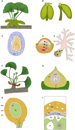 Figure 4. Scheme of the male (A–E) and female (F–I) reproductive structures of Ginkgo biloba at different magnification and developmental stages. (A) Male brachyblast of G. biloba with a magnification of 0.75×. The male cones develop on a dwarf male shoot in catkin-like clusters and are oriented perpendicularly to the leaves. Each male cone is pendulous and comprises many microsporophylls spirally and loosely arranged around a central axis. (B) Front and side view of a single microsporophyll of G. biloba, magnification of 12×. The microsporophyll consists in a long stalk terminating into a knob, which contains two or three air sacs (as), and bearing two pendant tubular microsporangia. (C) Transversal section of a Ginkgo microsporangium with pollen (p) inside, magnification of 22×. The microsporangia wall (mw) comprises an outermost epidermis, an endothecium with thickening in the cell wall and a tapetum (t), which will degenerate at maturity. (D) Ginkgo mature pollen grain, magnification 1250×. The mature pollen comprises a double wall: the external exine (e) of sporopollenin, which is thicker at the proximal side and thinner at the distal aperture area, and an inner pecto-cellulosic intine (i), which shows uneven thickenings too. Ginkgo pollen forms from the microspores via three mitoses and, at maturity, consists of four cells: a distal tube cell (tc), a generative cell (gc) and two proximal prothallial cells (pc). (E) Ginkgo germinated pollen. The same colors of D have been used to point out the fate of the different cells. The pollen tube is highly branched and has a primary haustorial role, it grows opportunistically in the available gaps in-between the nucellar cells. The generative cell divides giving origin to a stalk cell (sc) and a central body cell (bc) from which the two sperm cells will be produced. (F) G. biloba female brachyblast, magnification of 1×. Ovules form, generally in couples, at the end of the ovulate stalk and a collar (c) is present at their base. (G) Longitudinal section of a Ginkgo ovule soon after pollination, magnification of 17×. The ovule consists in a single integument (int), which at maturity will differentiate into three distinct layers as suggested by the different color shades, and a nucellus (n) inside which the female gametophyte (fg) develops. The nucellus is totally enclosed by the integument with the exception of the micropyle (m), from which the pollination drop will be emitted. Upon pollination, pollen enters into the ovule via the micropyle and arrives in the pollen chamber (pch) where it grows until fertilization. Differently from Cycas, the vasculature (v) of Ginkgo ovules is mainly restricted to the stalk and collar. (H) Ginkgo ovule cut in half longitudinally at fertilization time, magnification of 1.8×. Before fertilization occurs, the single ovule integument has already acquired the typical characteristics of the seed coat, differentiating an outer fleshy sarcotesta (sar), a middle lignified sclerotesta (scl) and an inner papery endotesta (en). The female gametophyte (fg) has cellularized and enlarged, at dispense of the nucellus (n). At the apical part of the female gametophyte, facing the micropyle, typically two archegonia (ar) are formed. (I) Fertilization in G. biloba, magnification of illustration H. Fertilization in Ginkgo occurs via zoogamy: the sperm cells (sp) are equipped with a large number of flagella (about 1000) arranged along approximately three coils and are released from the swollen unbranched basal end of the male gametophyte (mg). The flagellated sperm cells swim toward the archegonia (ar). Differently from Cycas, a tentpole (te) is visible in the middle of the fertilization chamber (fch) between the two archegonia. One sperm cell will penetrate inside the archegonium through the space in-between the neck cells (nc), and will fertilize the egg cell (eg). ar: archegonia; as: air sac; bc: body cell; c: collar; e: exine; ec: egg cell; en: endotesta; fch: fertilization chamber; fg: female gametophyte; gc: generative cell; i: intine; int: integument; m: micropyle; mg: male gametophyte; mw: microsporangial wall; n: nucellus; nc: neck cells; p: pollen; pc: prothallial cell; pch: pollen chamber; sar: sarcotesta; sc: stalk cell; scl: sclerotesta; sp: sperm cells; t: tapetum; tc: tube cell; te: tentpole; v: vasculature.