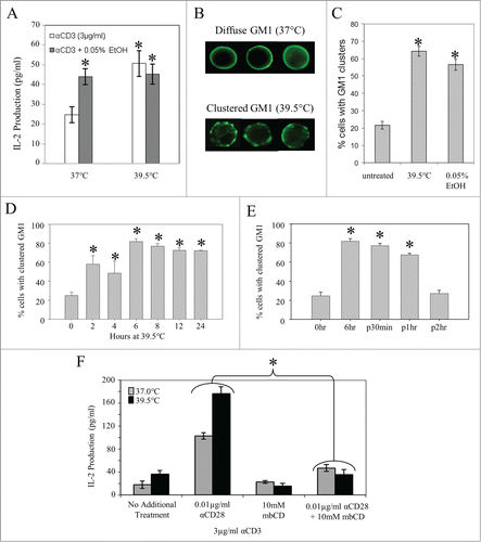 Figure 4. Mild membrane fluidizers promote lipid raft reorganization in vitro, and disruption of lipid rafts with MβCD eliminates thermally enhanced IL-2 production. (A) Effects of thermal and chemical fluidizers on IL-2 production in T cells stimulated through the TCR. Jurkat T cells were pre-incubated at 37, or 39.5°C in the presence or absence of 0.05% EtOH for 6 hours. The cells were then washed and stimulated with 3μg/ml of plate-bound anti-CD3 for 24 hours at 37°C. Spent media was collected and the level of IL-2 cytokine in the supernatant was detected by an ELISA. (B, C) Effects of thermal and chemical fluidizers on lipid raft organization in Jurkat T cells. Jurkat T cells were incubated at 37°C in the presence or absence of 0.05% EtOH, or at 39.5°C (no EtOH) for 6 hours. The cells were then fixed, and surface-labeled with Choleratoxin-B subunit to stain the lipid raft marker, GM1. Cells displaying GM1 clustering (B) were counted as positive cells, and the percentage of positive cells was determined and graphed (C). (D) Jurkat T cells were incubated at 39.5°C for different time periods, stained with FITC-CTxB, examined by fluorescence microscopy and the percentage of clustered GM1 cells was quantified. Asterisks denote a significant increase in GM1 clustering compared to untreated cells. (E) Cells were incubated at 39.5°C for 6 hrs and then returned to 37°C. At various time points cells were removed, stained with FITC-CTxB, examined by fluorescence microscopy and GM1 clustered cells were quantified. Asterisks denote a significant increase in GM1 clustering compared to untreated cells. (F) Jurkat T cells were incubated at 37 (gray bars) and 39.5°C (black bars) for 6 hrs with MβCD (10 mM) added during the last 30 min. Cells were stimulated with anti-CD3 Ab alone at 37°C for 24 hrs and the number of IL-2 producing cells was determined by ELISA. Data are representative of 3 independent experiments. *: p < 0.05, when comparing the data using an unpaired Student's t-test. The results are expressed as the mean ± s.d. from three independent experiments.